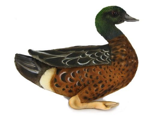 Chestnut Teal Duck HC8631