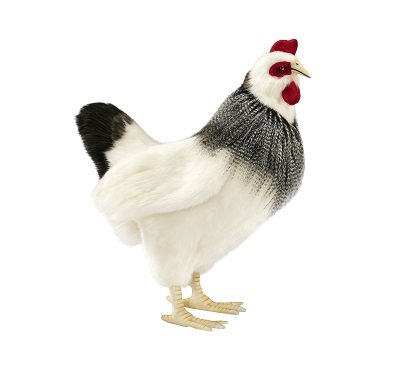 French Hen HC5034