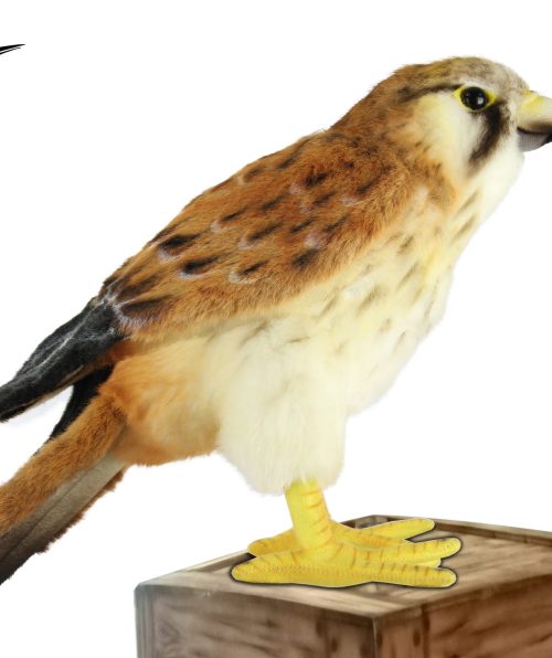 Kestrel Falcon HC8627