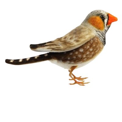 Zebra Finch HC8211